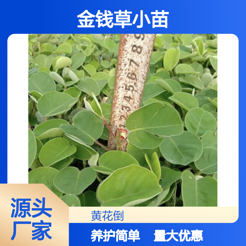 金钱草小苗 盆栽优选 易管理 生长迅速 庭院绿化