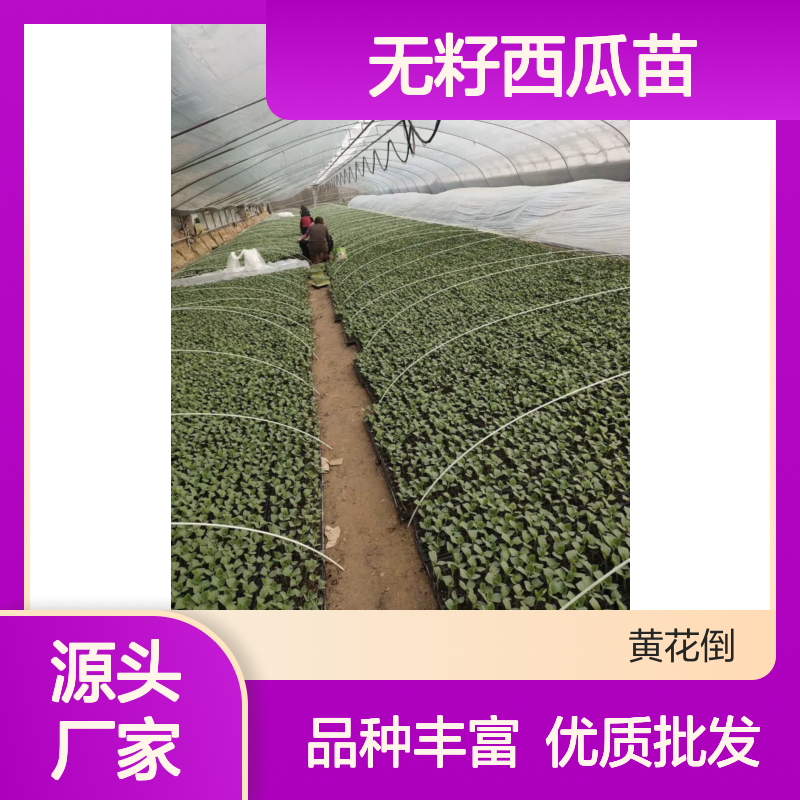 无籽西瓜苗 批发种植区优选 果型端正 肉脆多汁