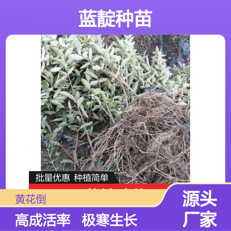 蓝靛种苗 耐寒易种 高成活率 天然绿色 批量供应