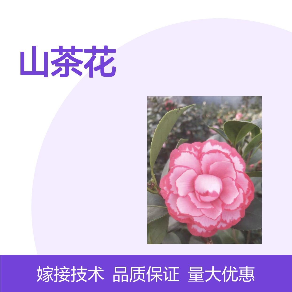 五色赤丹茶花树苗 孤植庭园展览优选 品种珍稀