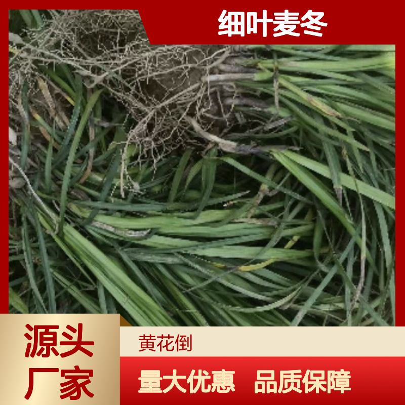 细叶麦冬 园林植物草类 产地直供 适应性强 易于栽种