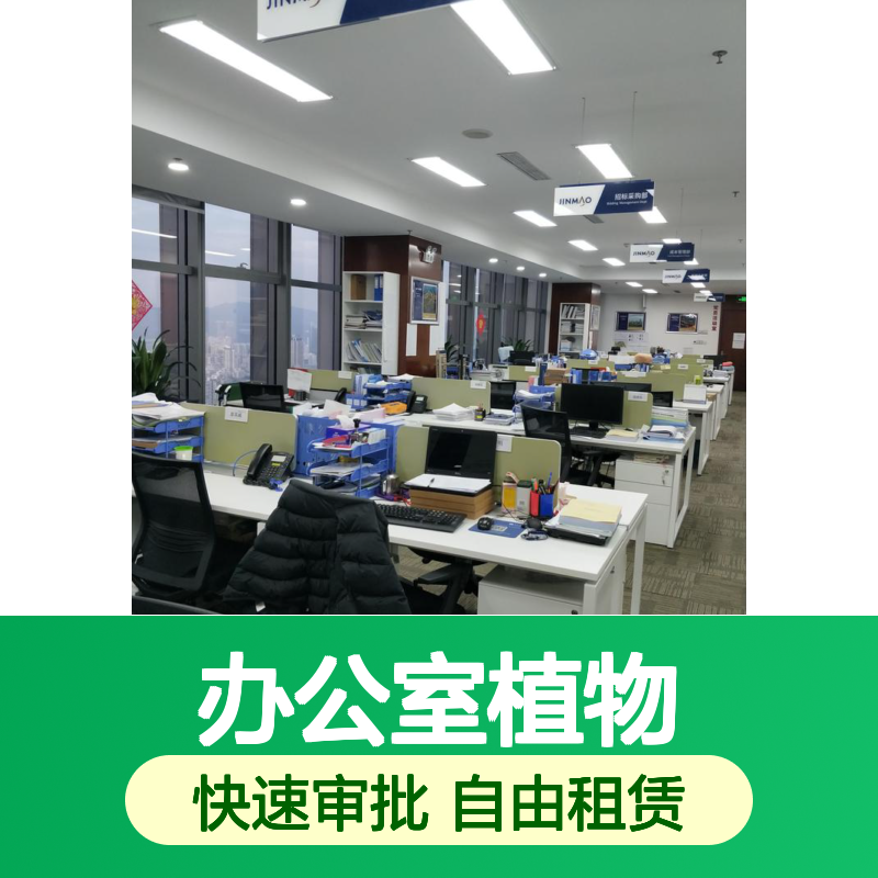 蛇口办公室植物租赁服务 室内绿植造景 场地气氛花卉布置