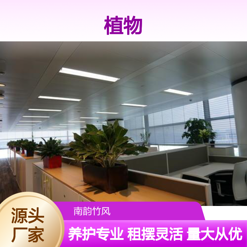 南韵竹风植物租赁服务,绿植养护专家 品种多样