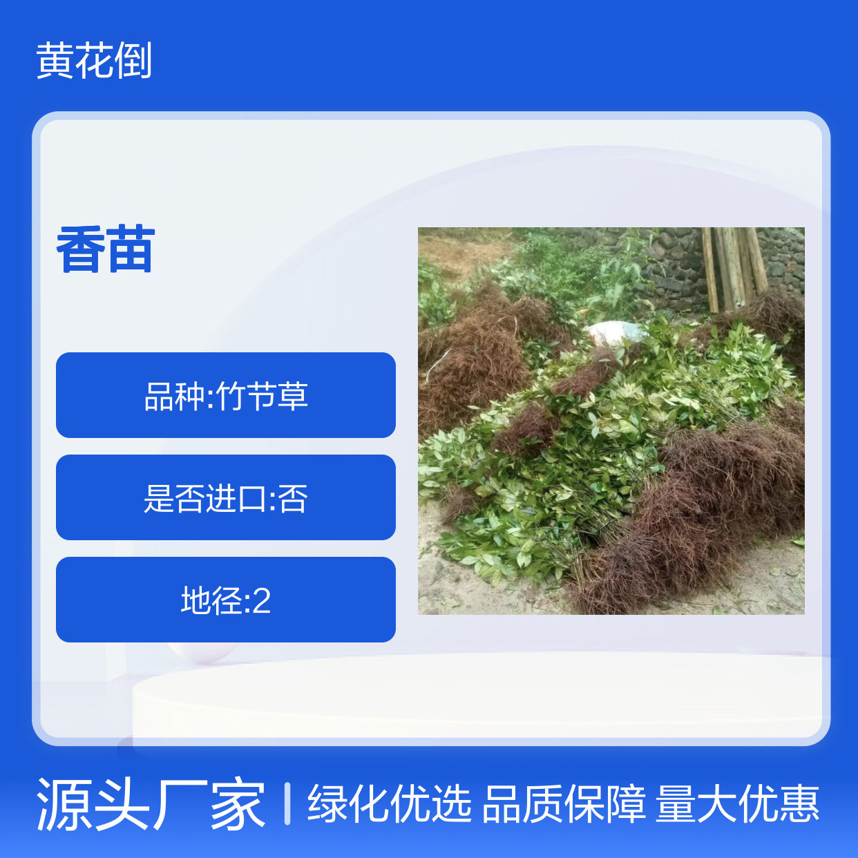满山香苗 基地直供 常绿灌木植物 生长迅速 易于繁殖