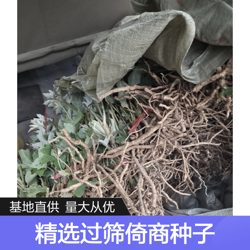 精 优质种子 基地直供 技术指导 易于管理 科学追肥