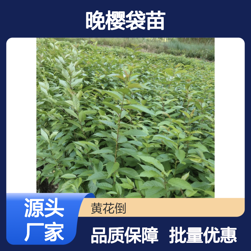 晚樱袋苗 园林优选 种植园批发 基地直供 成活率高