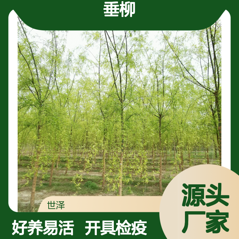 小垂柳 1-1.5-2公分 好养易活 开具检疫 基地直发 欢迎采购