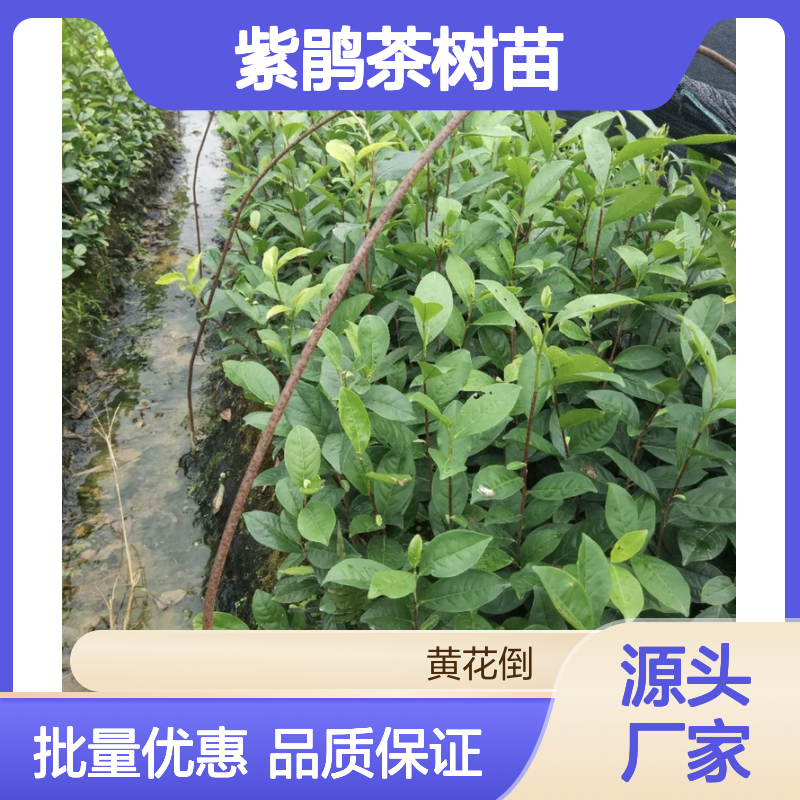 紫鹃茶树苗 批发基地 茶叶优选 种植专业 历史悠久
