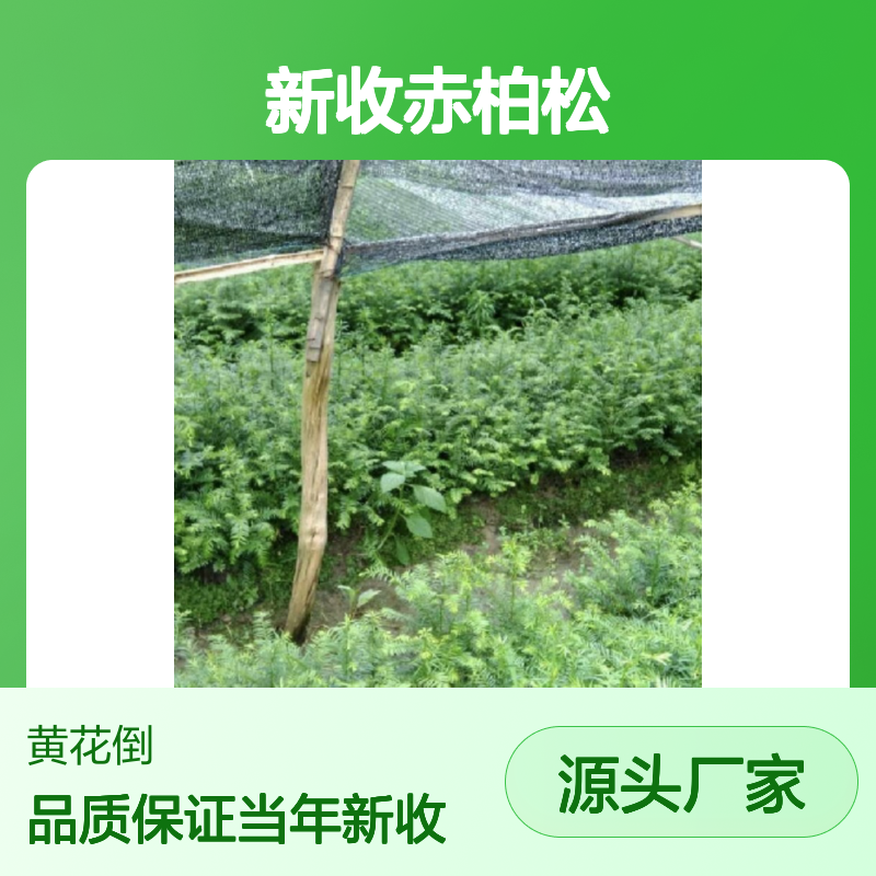 当年新收赤柏松种子 产地一手货源免费技术指导