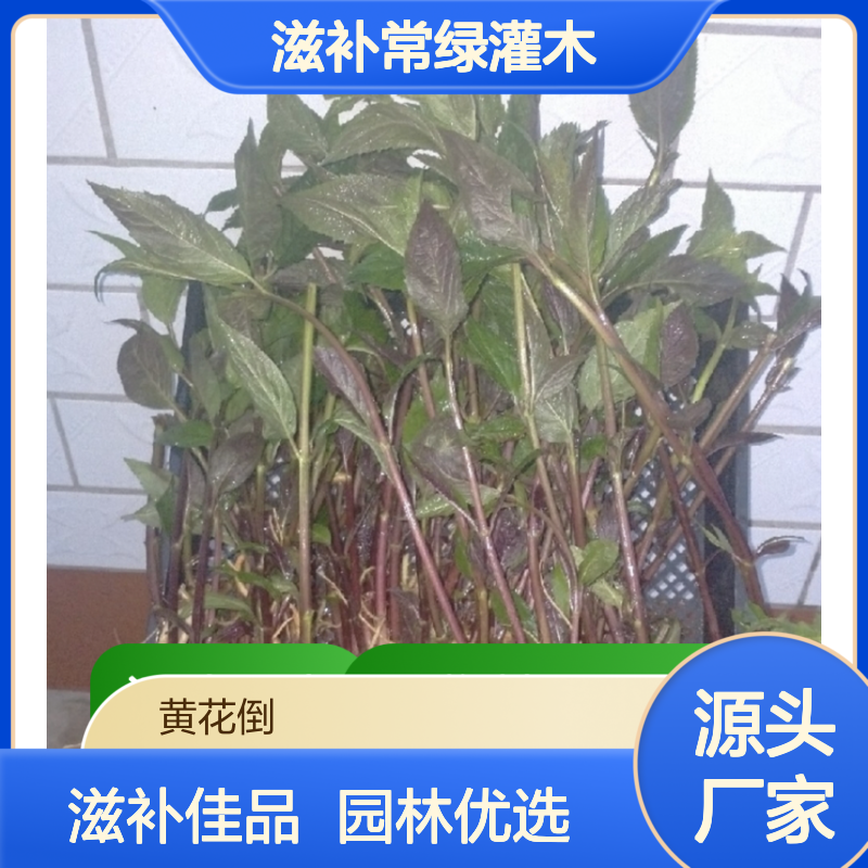 蜘蛛果小苗 滋补常绿灌木 种植基地直供 高产优质