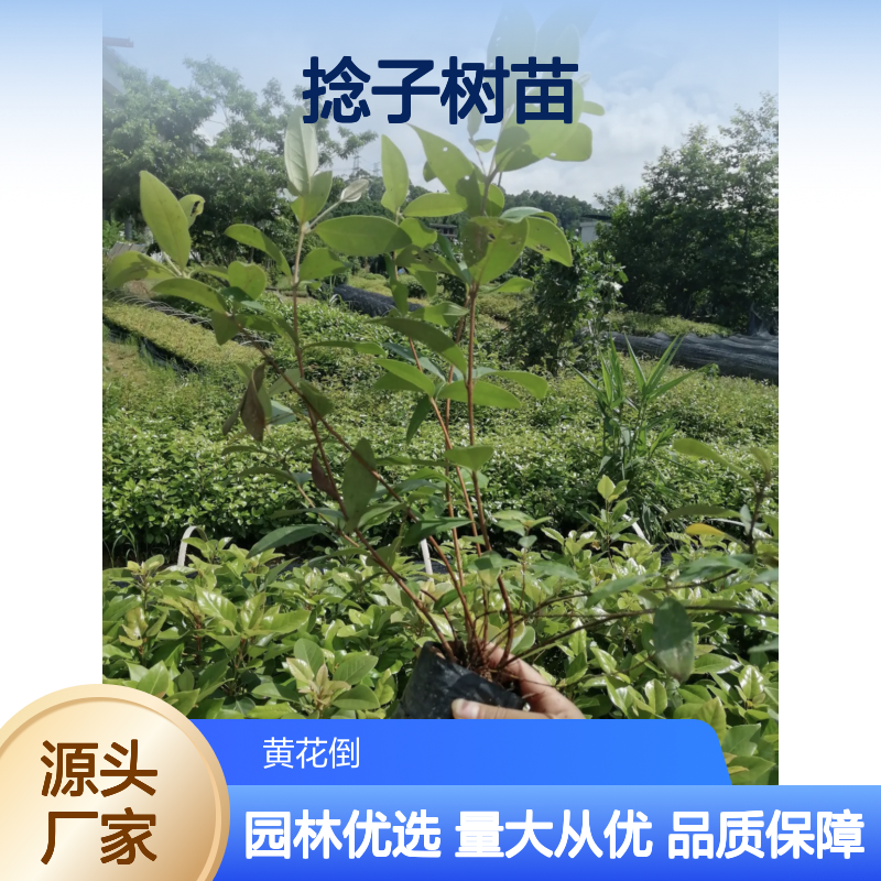 捻子树苗大量供应 园林果树优选 生长旺盛 易于养护