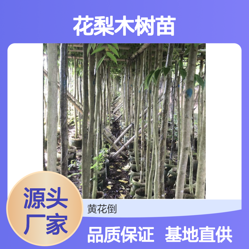 花梨木树苗基地 名贵黄花梨树苗批发 色泽柔和