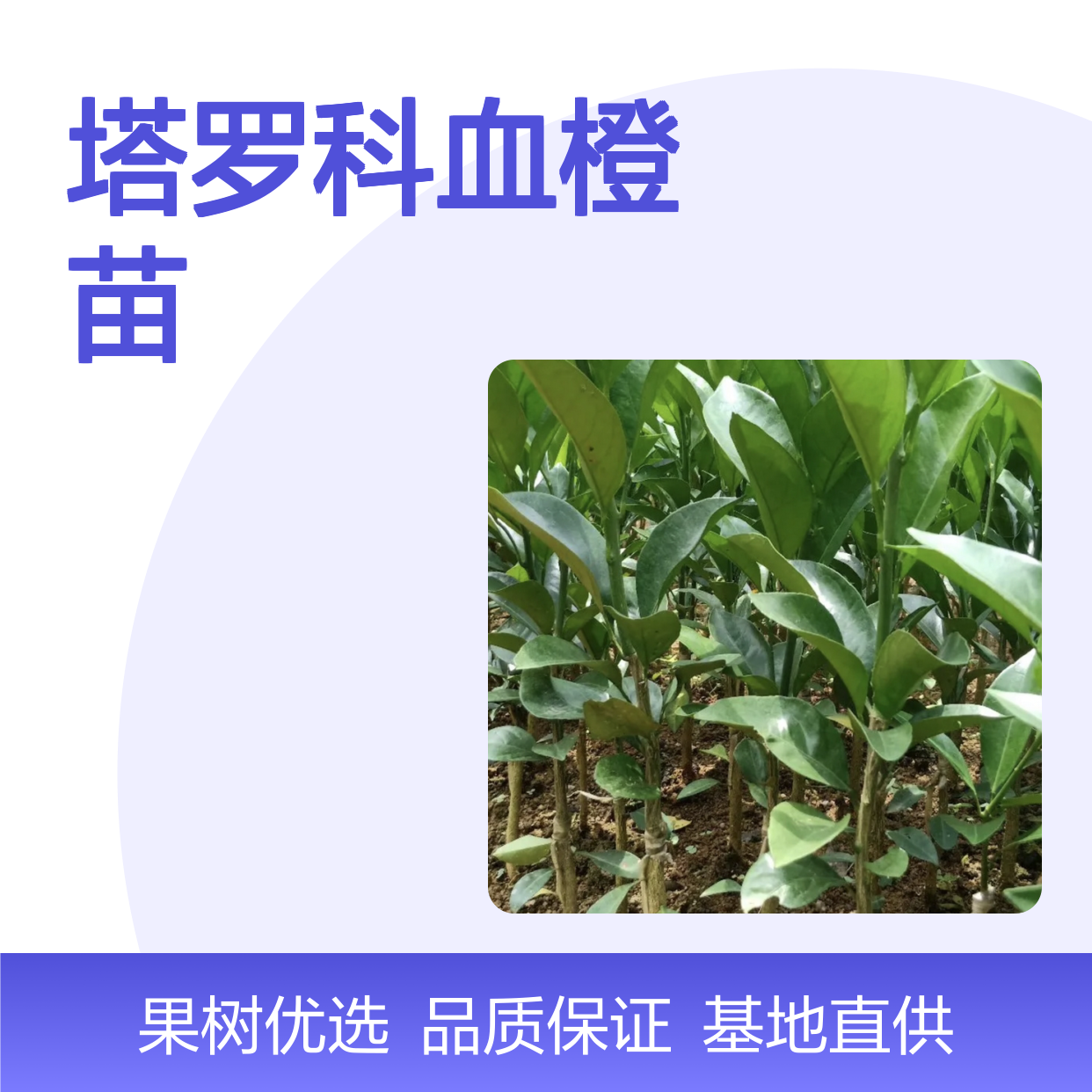 塔罗科血橙苗 优质果树苗木 基地直供 甜酸适口
