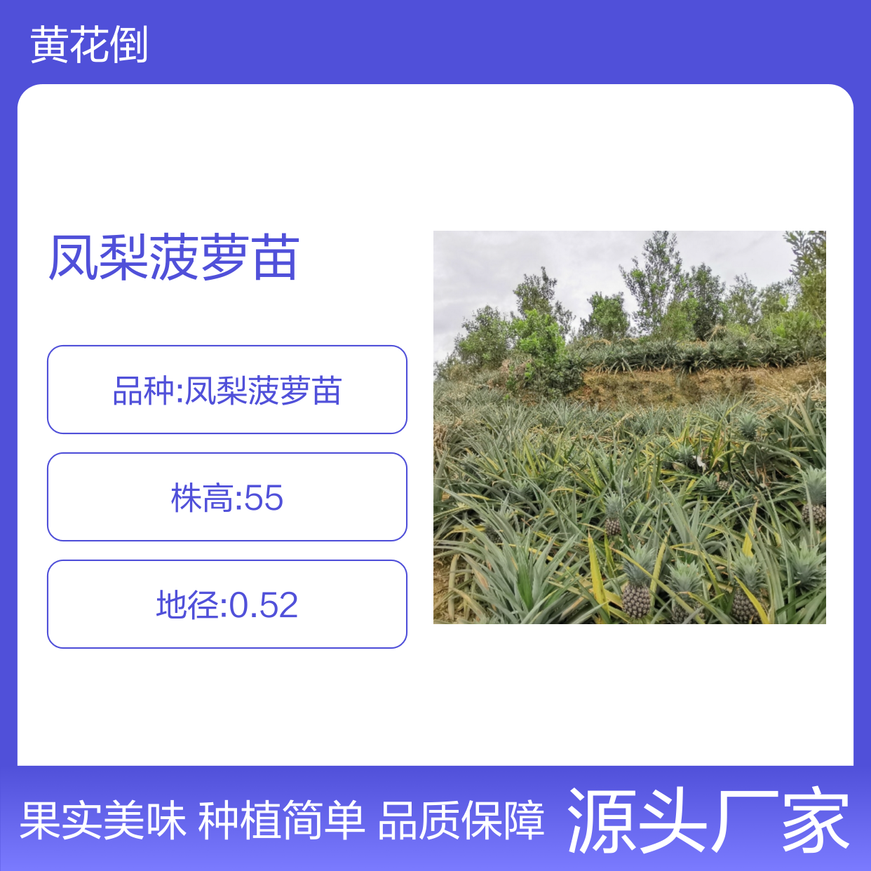 凤梨菠萝苗 园林种植优选品种 生长迅速 果实硕大