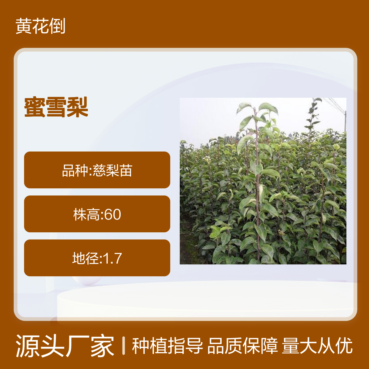 蜜雪梨果树苗木 优质品种批发 味美汁多 甜中带酸