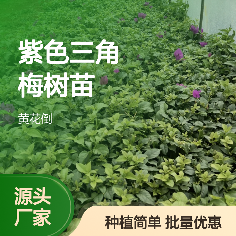 紫色三角梅树苗 批发种植 主产区直供 市花品质
