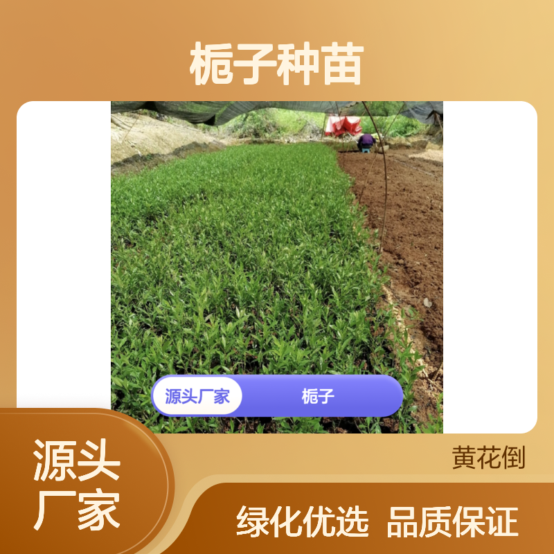 山栀子种苗 优质栀子苗 园林植物常绿灌木 基地直供