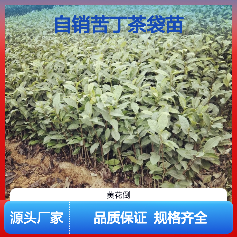 自产自销苦丁茶袋苗 多年生根系发达成活高规格齐全