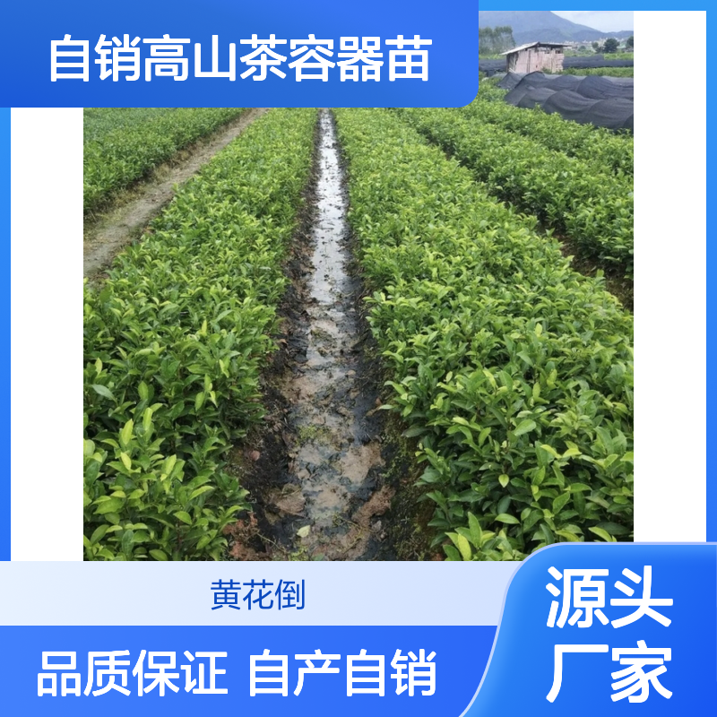 自产自销高山茶容器苗 品种齐全质量保证根系发达种植好管理