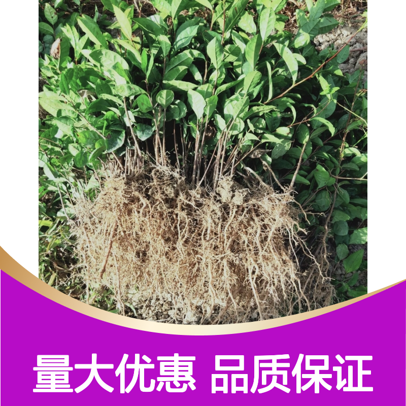 大豪38茶袋苗 种植收益好 适应性强 品质优良 生长迅速