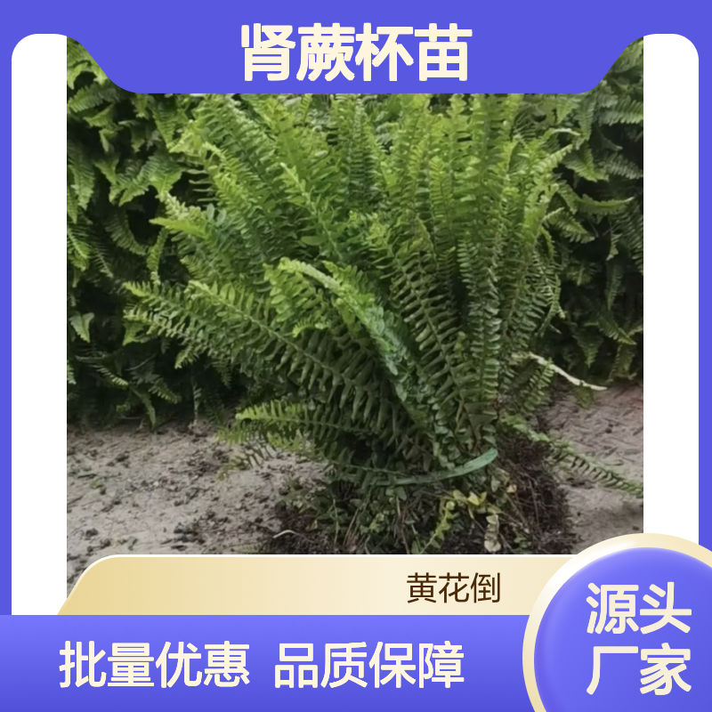 优质肾蕨杯苗 繁殖力强 适应性强 园林优选 基地直供