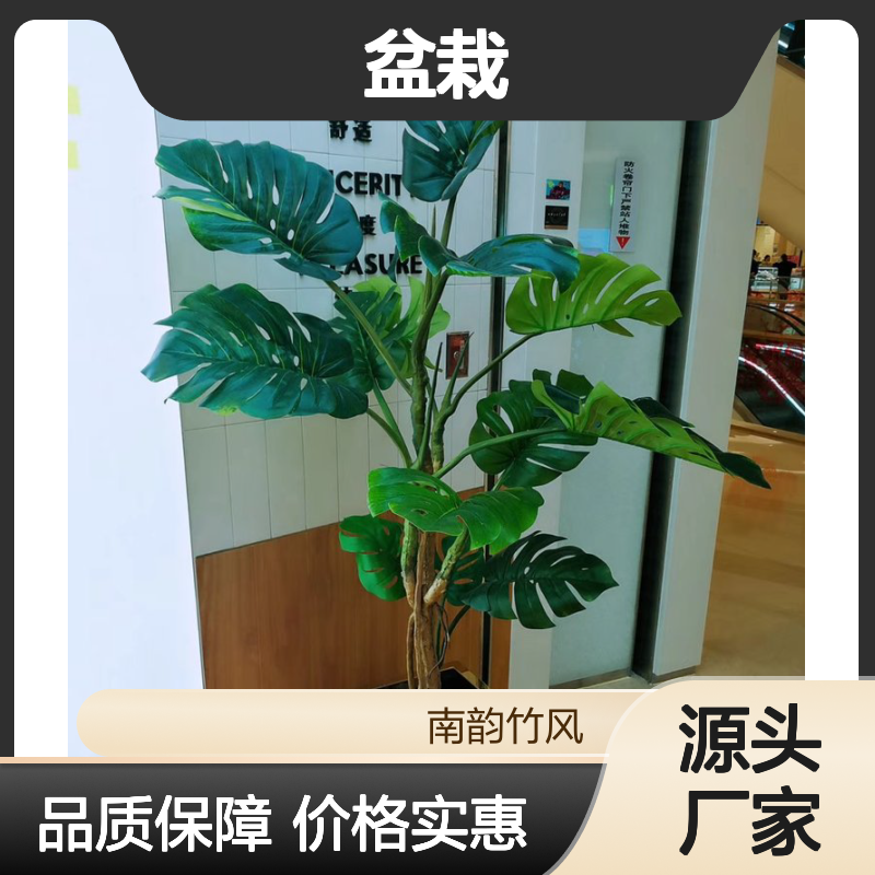 南韵竹风 盆栽租售养护一体化服务 品种丰富 费用灵活