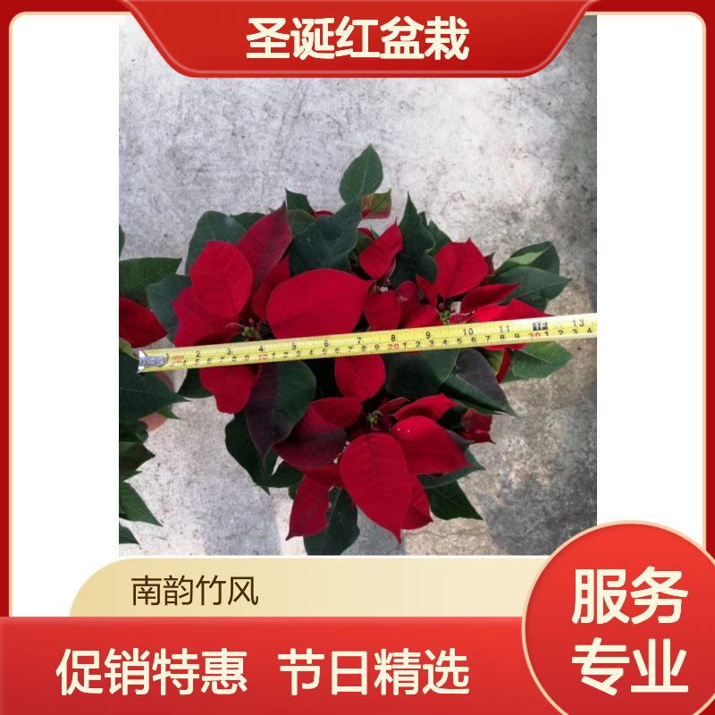 一品红圣诞红盆栽 家居装饰节日庆典理想之选 促销特惠