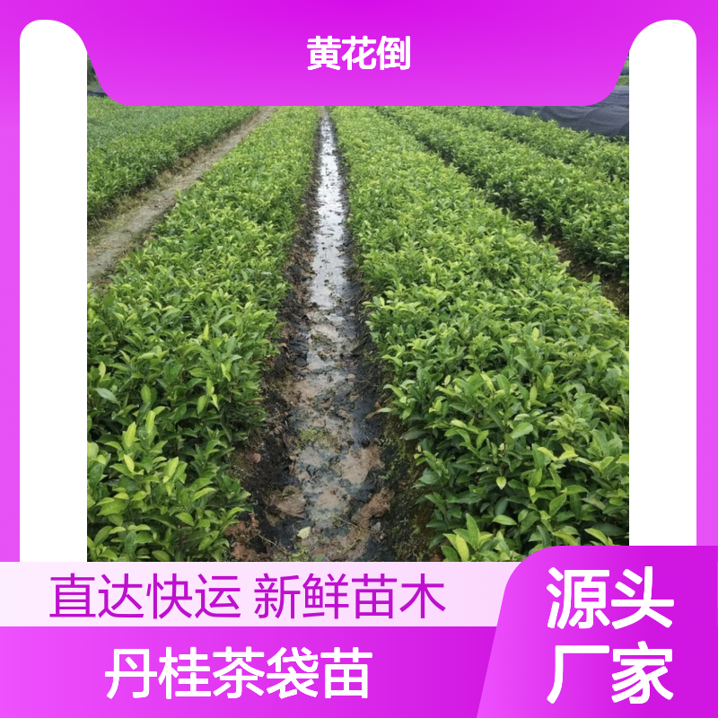 当天起苗 丹桂茶袋苗 专线直达 全国送货 品质保证
