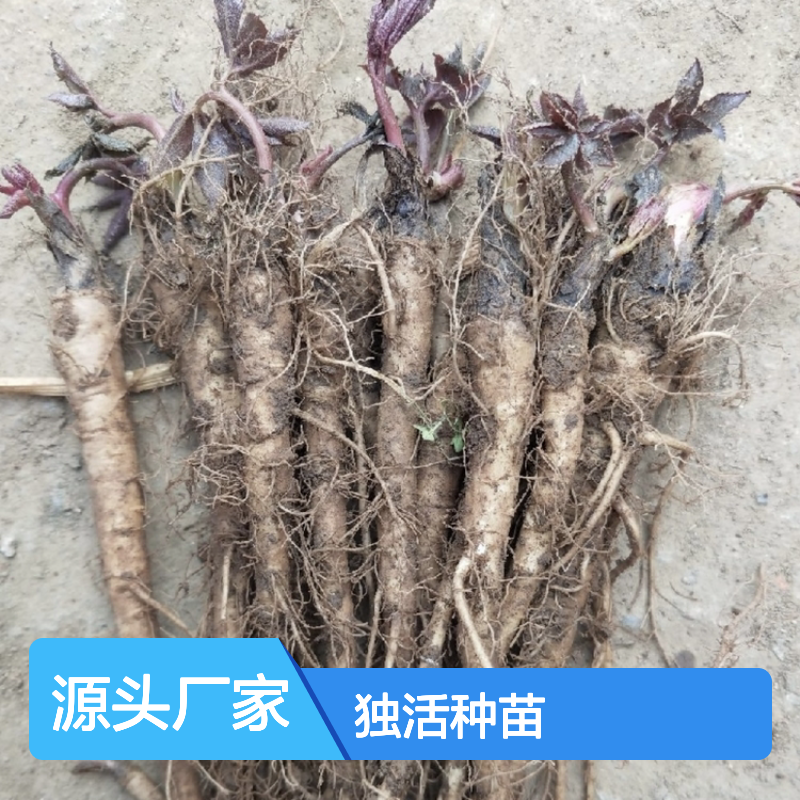 独活种苗 基地直供 精心培育 高产种植技术 专业指导
