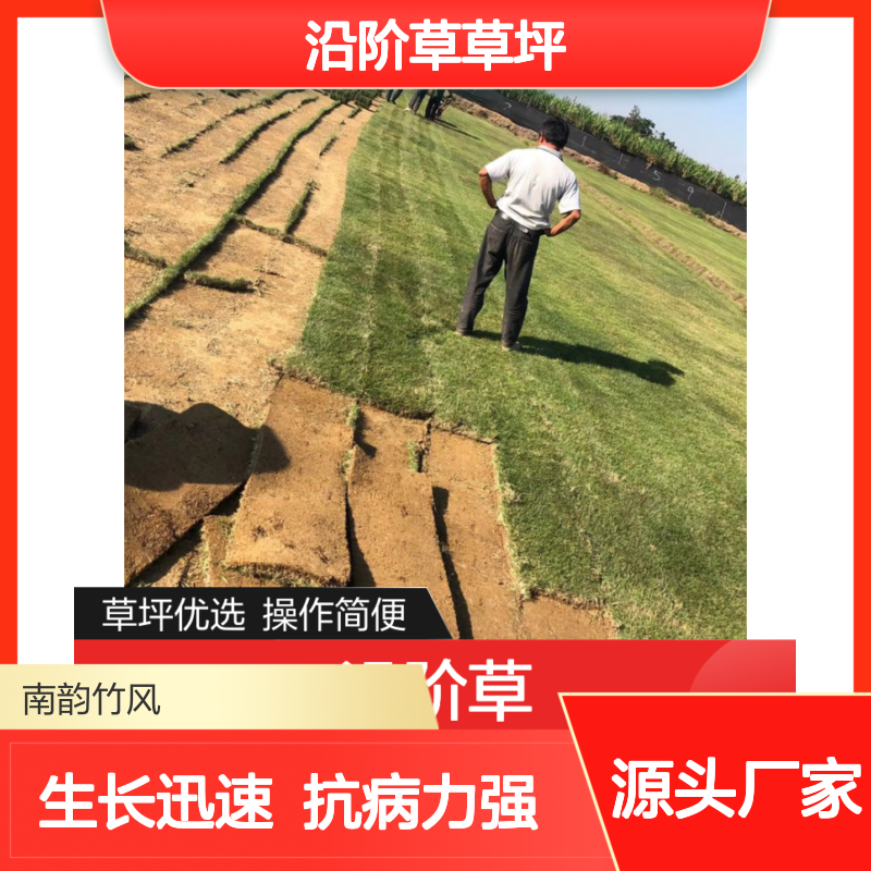 沿阶草草坪 种植管理 草皮批发市场 抗病力强 生长迅速 南韵竹风
