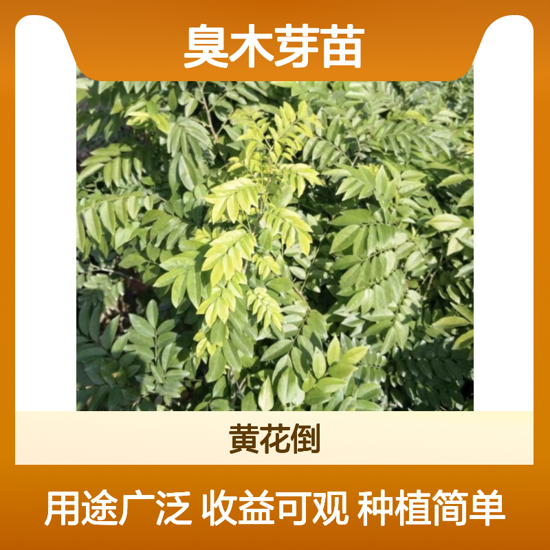 臭木芽苗 黄花梨种植苗 荒山农田皆宜 纹理清晰
