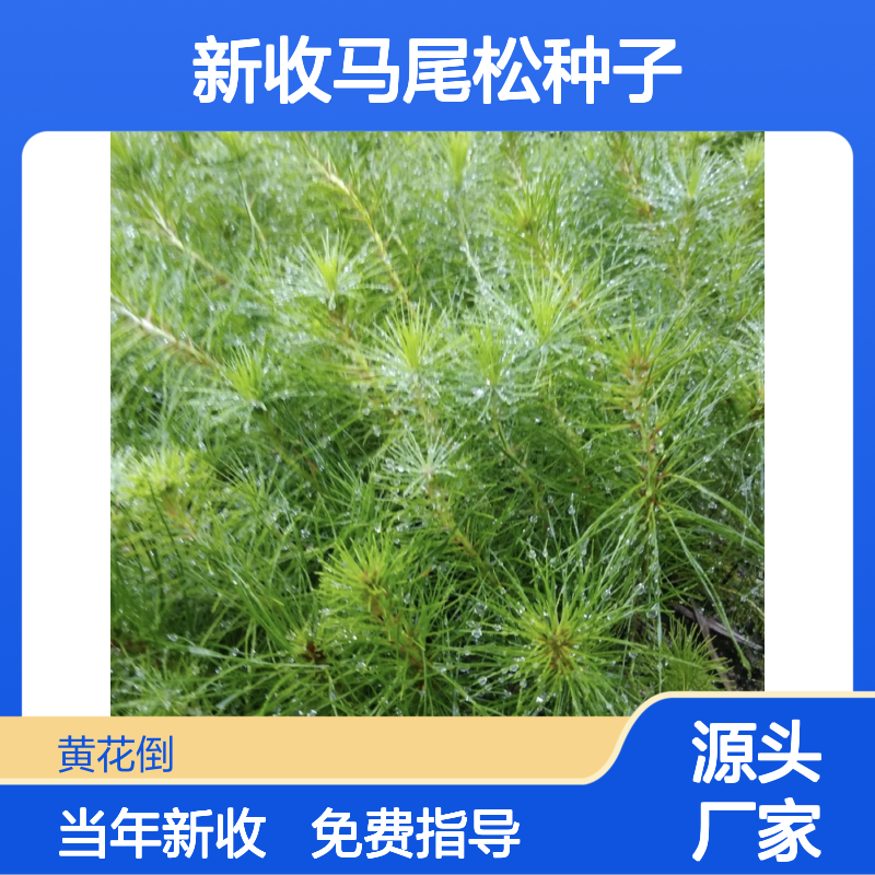 当年新收马尾松种子 产地一手货源免费技术指导