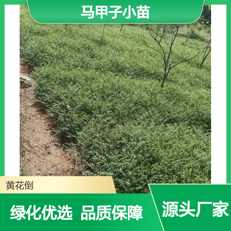 马甲子小苗批发 果园绿化优选 生长迅速 易于栽培