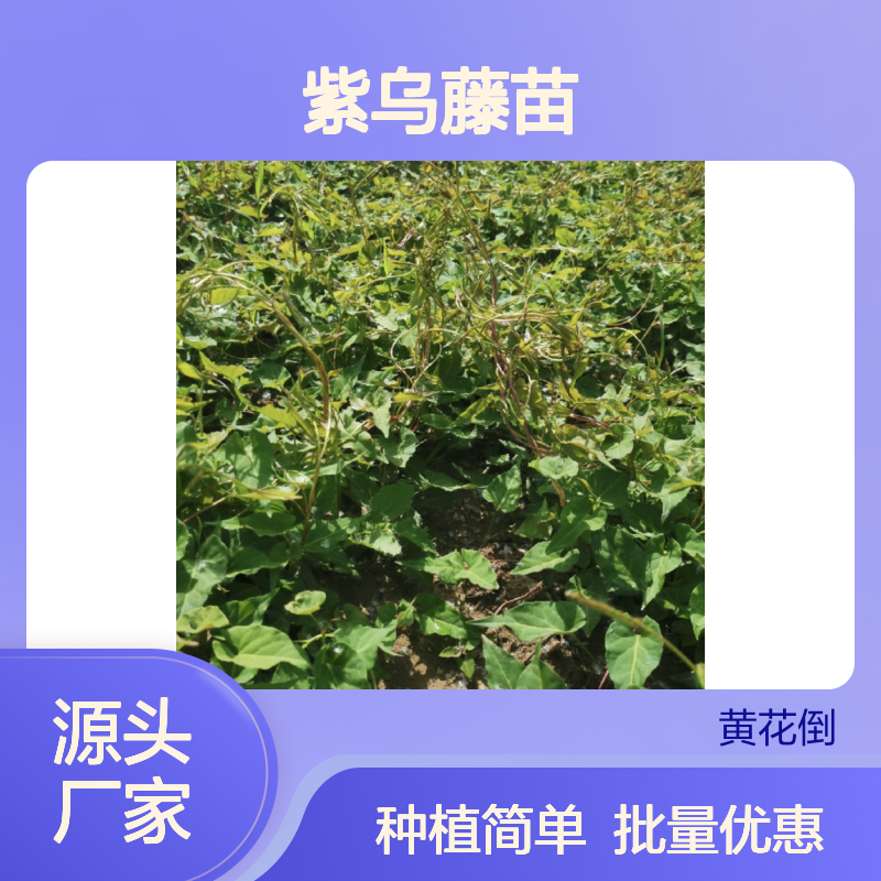 紫乌藤苗 常年批发 园林优选 生长旺盛 易于扦插