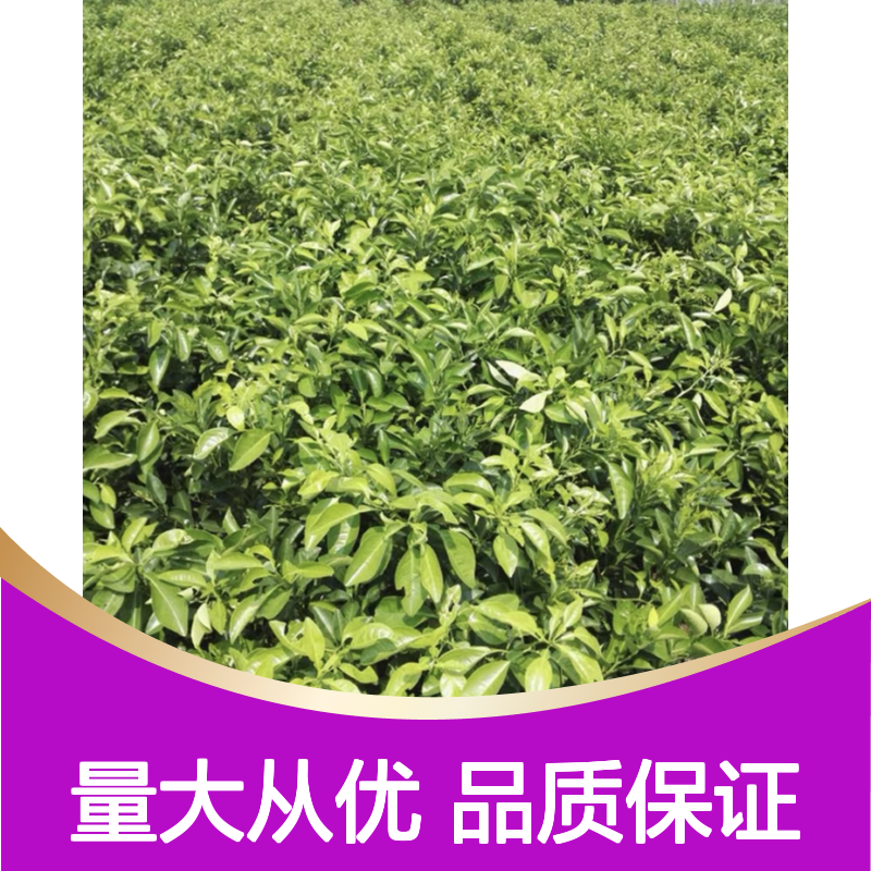 酸橙种苗 基地直供 批发优选 生长健壮 数年不凋