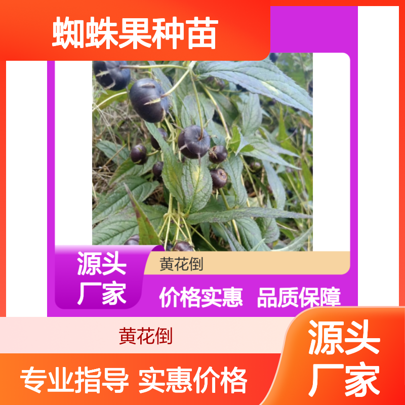 蜘蛛果种苗 珍稀品种 特色种植项目 适应性强 技术领先