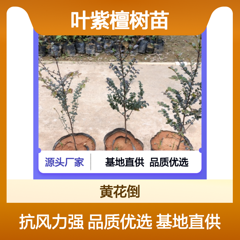 小叶紫檀树苗 百亩种植园直供 基地批发 抗风力强