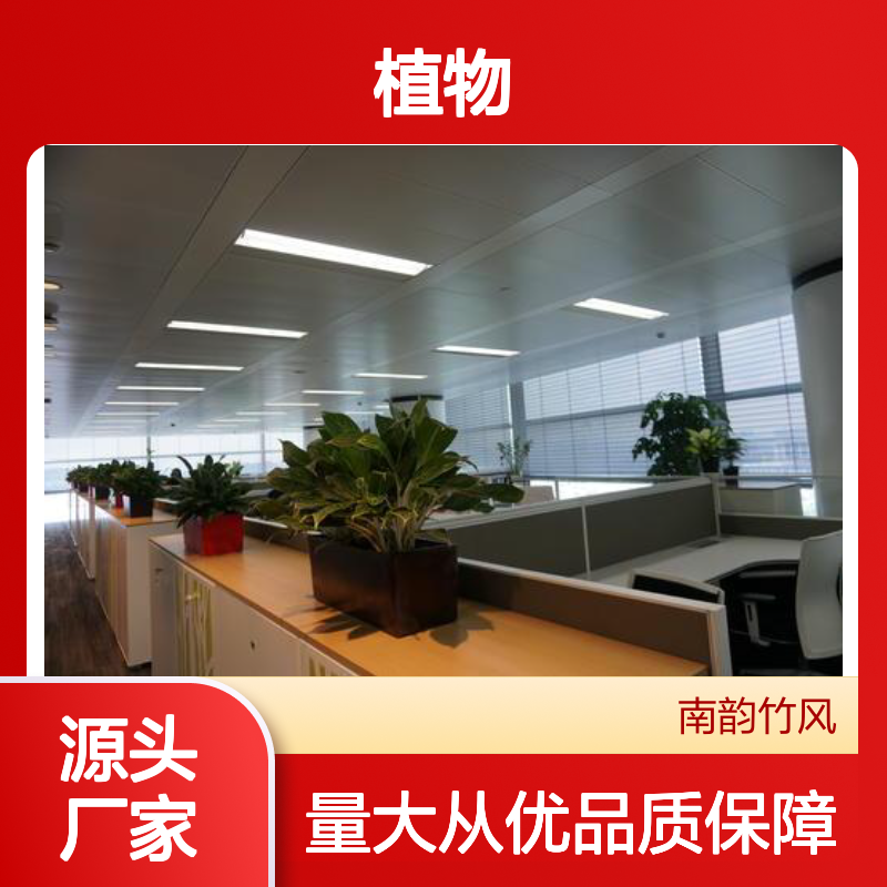 南韵竹风植物租赁服务,专业绿化设计造景 品种多样
