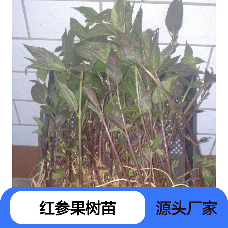 特色种植红参果树苗 基地直供高产苗 滋补益气