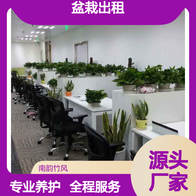 南韵竹风盆栽出租 服务全面品种多样 成活率高