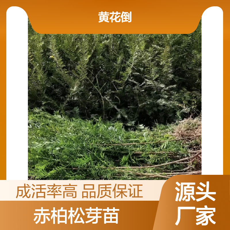 常年基地供应赤柏松芽苗 多年生根系发达 成活高规格齐全