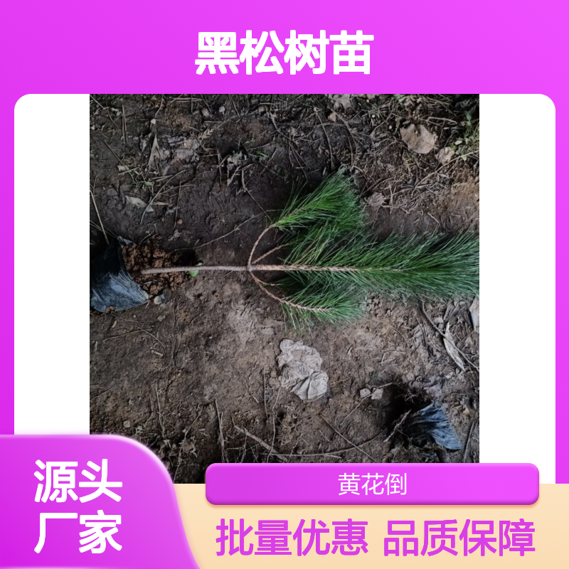 精选黑松树苗 庭院绿化优选 耐旱易养 观赏性强