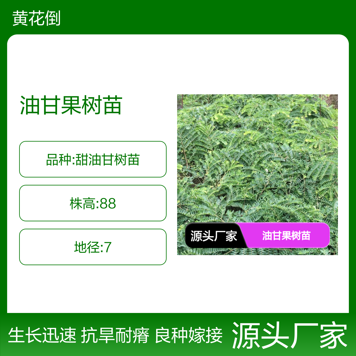 油甘果树苗 嫁接良种 适应性强 抗旱耐瘠 生长迅速