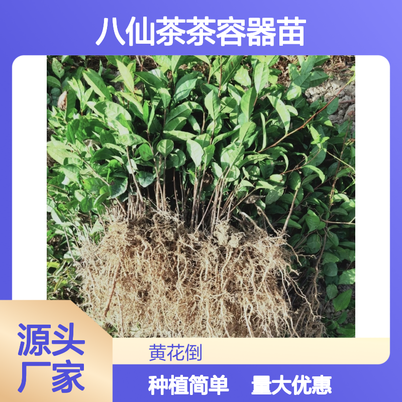 八仙茶茶容器苗 基地直发 种植技术指导 品质纯正