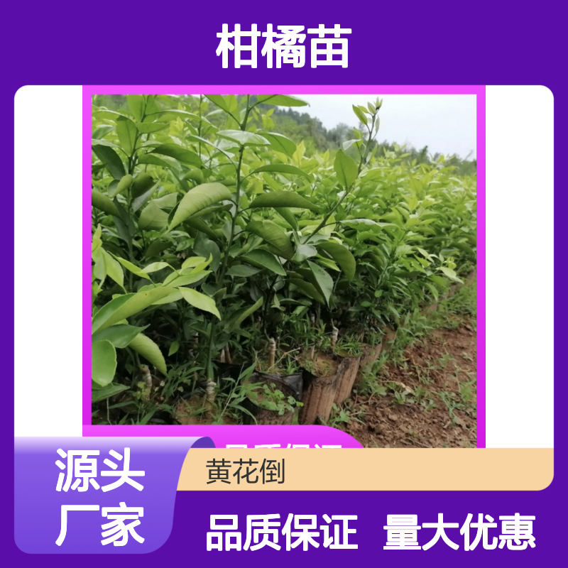 批发东方红柑橘苗 柔软多汁 口感优良 果实硕大