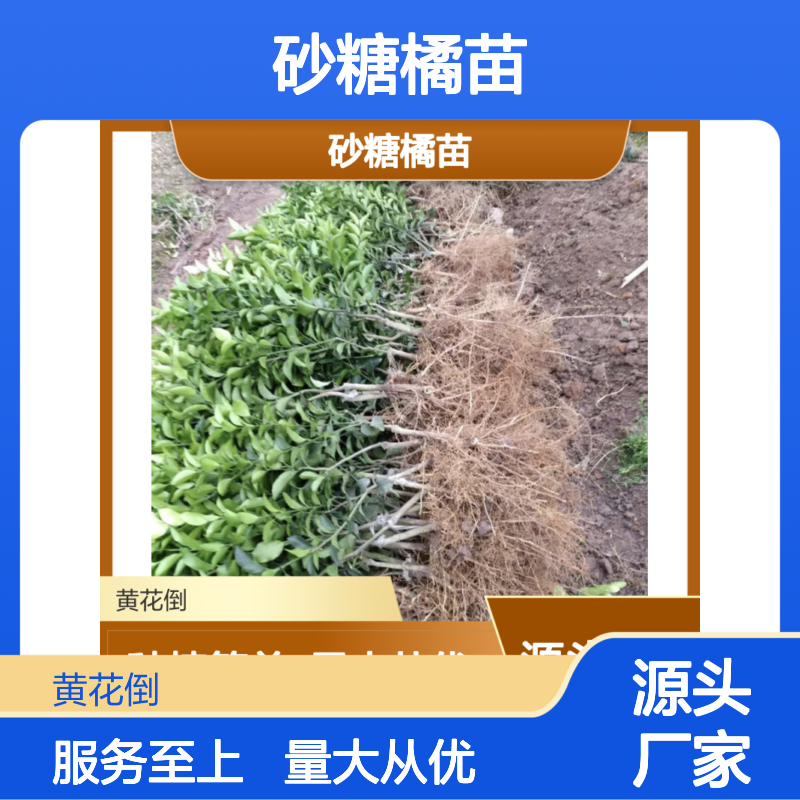 砂糖橘苗基地直供果香浓郁 口感细腻 种植简单