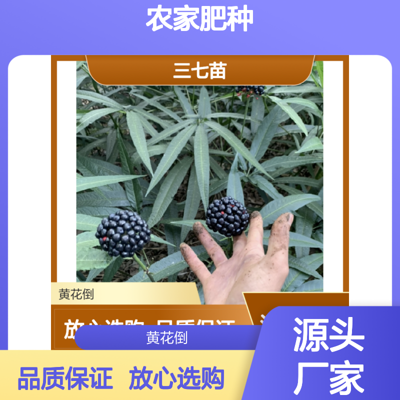 三七苗黄花倒 源头直供 品质保证 技术成熟 营养丰富