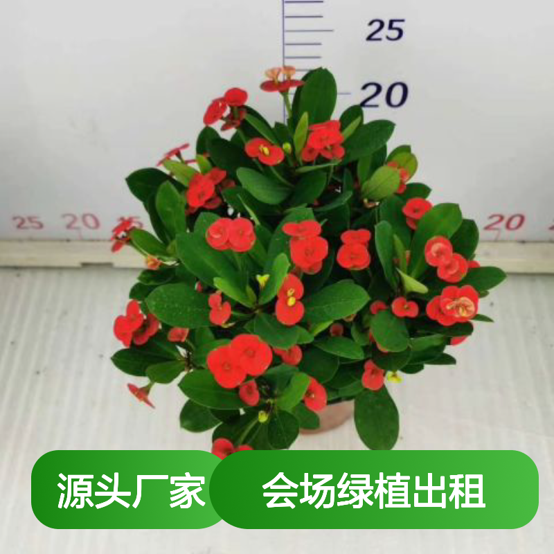 会场绿植出租 种类齐全 同城上门 专业养护 花卉摆放