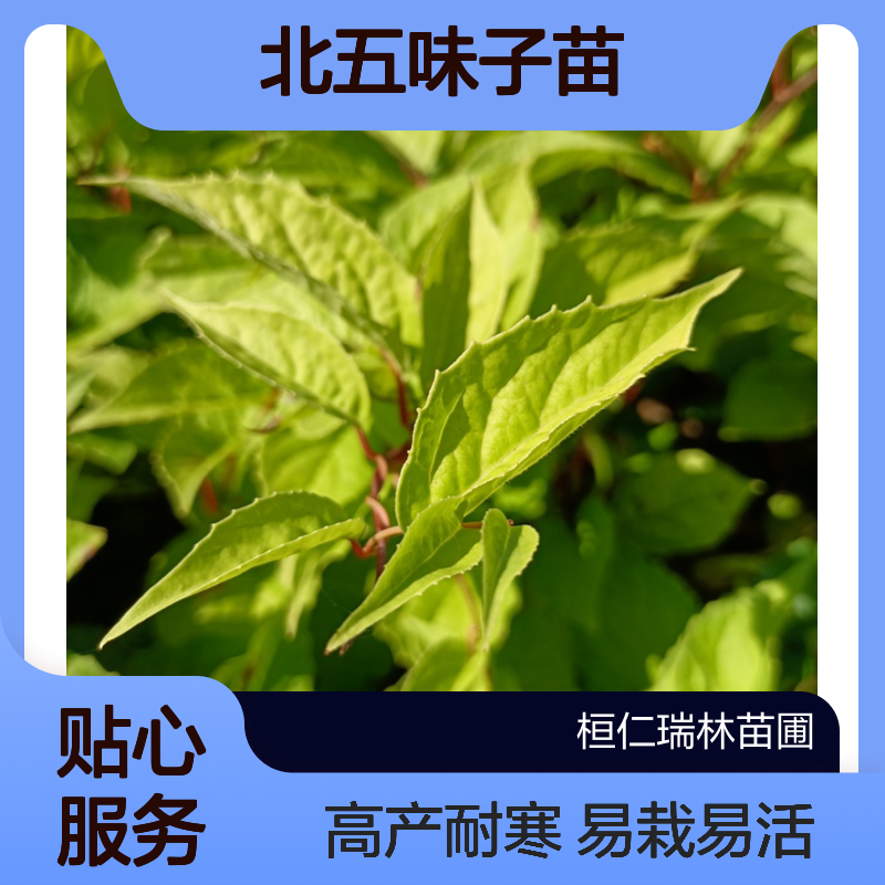 北五味子苗现货 一年生根系好 易成活 高产耐寒 南北方均可栽培