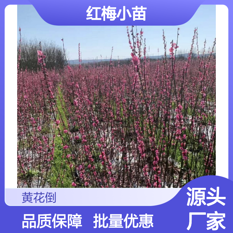 红梅小苗 批发供应 园林绿化优选 枝繁叶茂 观赏性强